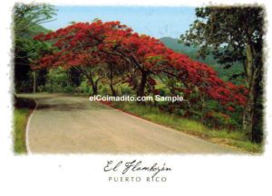 Dulces Tipicos Poster El Flamboyan 24 x 18 Puerto Rico